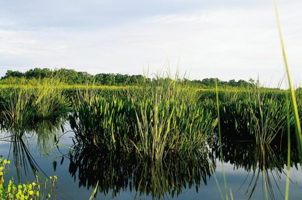 Wetlands vs. Uplands | Solid Rock Engineering