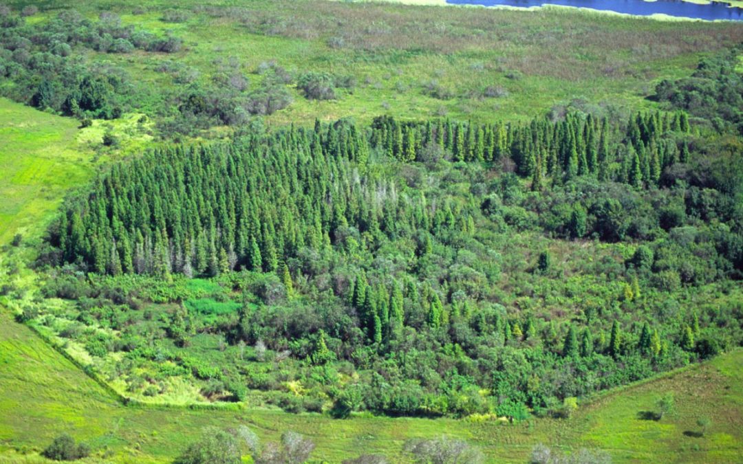 Wetlands vs. Uplands